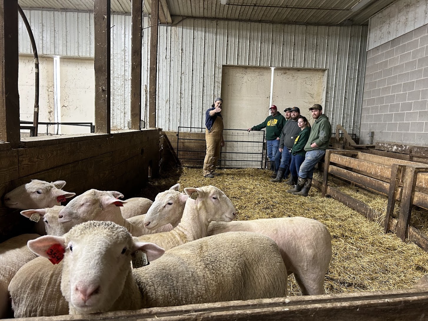 sheep handling-min sheep handling-min